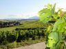 Vignobles